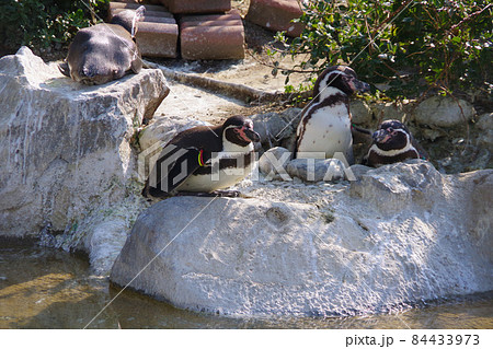 フンボルトペンギン　可愛い動物　天王寺動物園　ペンギン 84433973
