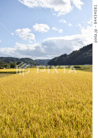 田んぼ 84434081