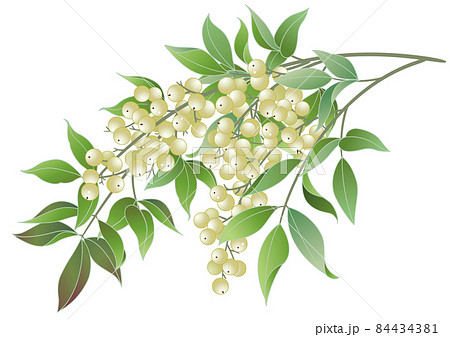 冬の風物詩 白南天 冬の風物詩 白南天 84434381