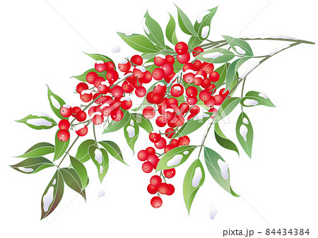 雪の降った赤い南天のイラスト素材 雪の降った赤い南天のイラスト素材