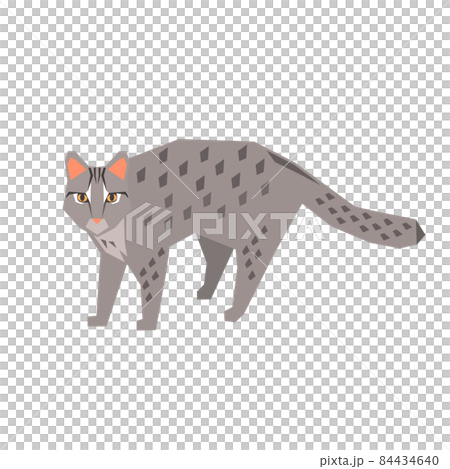 イリオモテヤマネコのイラストのイラスト素材 [84434640] - PIXTA