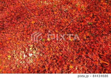 山梨県富士吉田市上吉田 桂川に架かる二条の滝、鐘山の滝周辺の紅葉と落ち葉の赤いじゅうたん 山梨県富士吉田市上吉田 桂川に架かる二条の滝、鐘山の滝周辺の紅葉と落ち葉の赤いじゅうたん 84434686