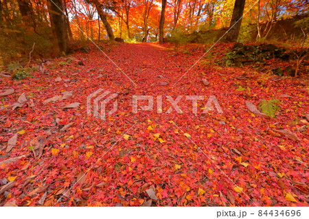山梨県富士吉田市上吉田 桂川に架かる二条の滝、鐘山の滝周辺の紅葉と落ち葉の赤いじゅうたん 山梨県富士吉田市上吉田 桂川に架かる二条の滝、鐘山の滝周辺の紅葉と落ち葉の赤いじゅうたん 84434696