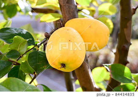 黄色くなった花梨の実 黄色くなった花梨の実 84434835