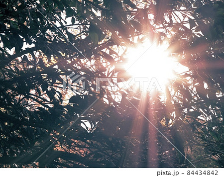 眩しい木漏れ日 眩しい木漏れ日 84434842