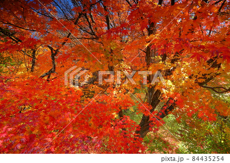 山梨県富士吉田市上吉田　桂川に架かる二条の滝、鐘山の滝周辺の紅葉 84435254