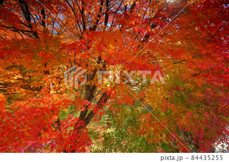 山梨県富士吉田市上吉田 桂川に架かる二条の滝、鐘山の滝周辺の紅葉 山梨県富士吉田市上吉田 桂川に架かる二条の滝、鐘山の滝周辺の紅葉 84435255