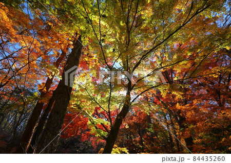 山梨県富士吉田市上吉田　桂川に架かる二条の滝、鐘山の滝周辺の紅葉 84435260