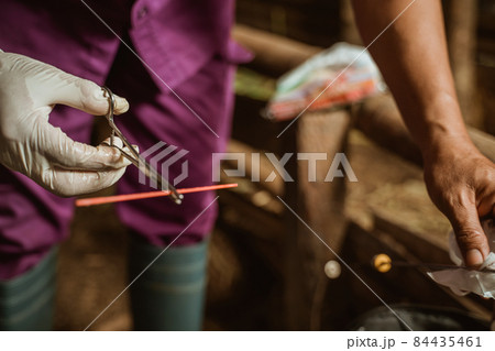 hand preparing the tools for artificial insemination of cow. 84435461