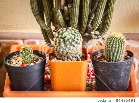 Cactus Thorns Beautiful 84435491