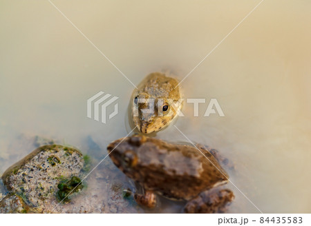 Tadpole Small in water 84435583