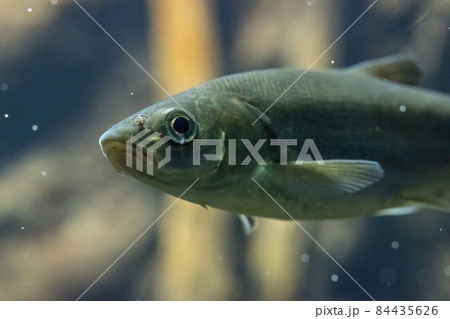 黒っぽい魚 84435626