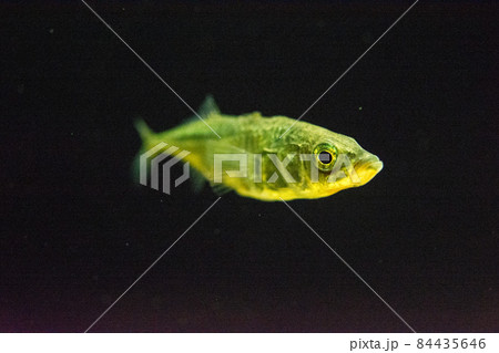 大きな目の魚 84435646