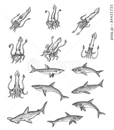 Squids, sharks and hammerhead shark animal vector sketches, ancient map design elements. Vintage hand drawn deep sea monsters with engraved tentacles, tails and fins, isolated underwater predators 84435735