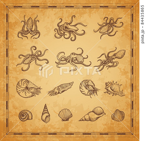 Octopus, cuttlefish and shellfish mollusc...のイラスト素材 [84435865] - PIXTA