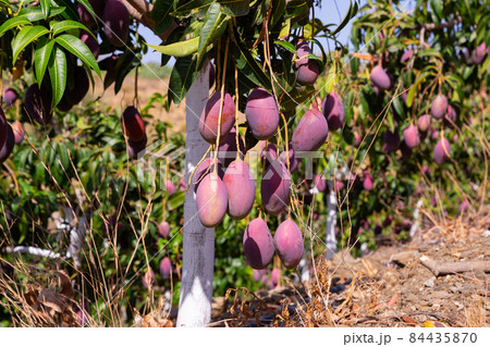 Ripe purple mangoes hanging on tree branches in garden Ripe purple mangoes hanging on tree branches in garden 84435870