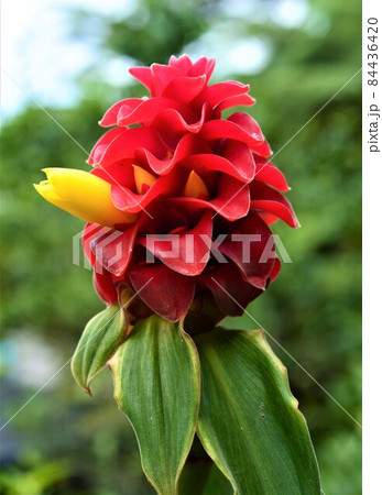 真っ赤な花と黄色いつぼみ 真っ赤な花と黄色いつぼみ 84436420