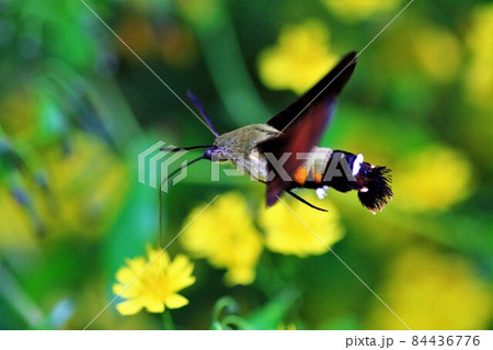 ヒメクロホウジャクとヤクシソウ　蛾　駒ケ根高原 84436776