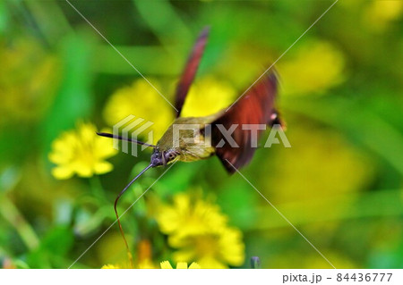 ヒメクロホウジャクとヤクシソウ　蛾　駒ケ根高原 84436777