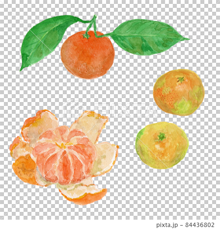 Citrus unshiu 各種橙子的水彩插圖 Citrus unshiu 各種橙子的水彩插圖 84436802