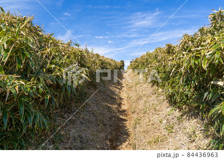 古稀山から達磨山へ向かう登山道（伊豆山陵） 84436963