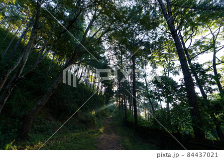 Gravel road through forest morning light 84437021