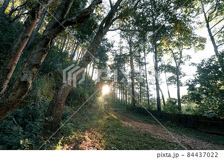 Gravel road through forest morning light 84437022