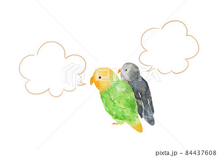 インコ 84437608
