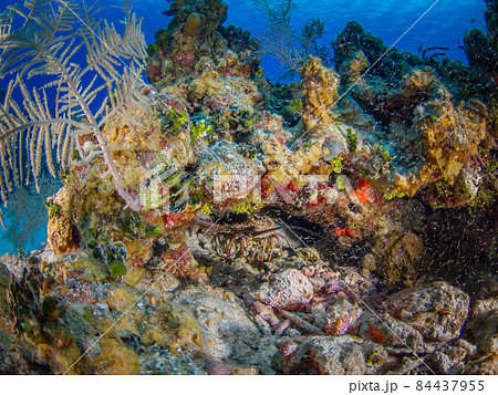 珊瑚礁の岩陰に潜むアメリカイセエビ (グランドケイマン、ケイマン諸島) 84437955