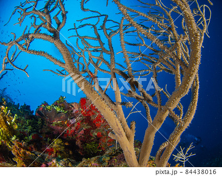 小さな赤いクモガニが乗る珊瑚 (グランドケイマン、ケイマン諸島) 小さな赤いクモガニが乗る珊瑚 (グランドケイマン、ケイマン諸島) 84438016