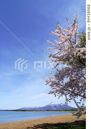 猪苗代湖の湖畔に咲く桜。青空に向かって勢い良く伸び、綺麗なピンク色の花を咲かせ、背景に残雪の磐梯山 84438068