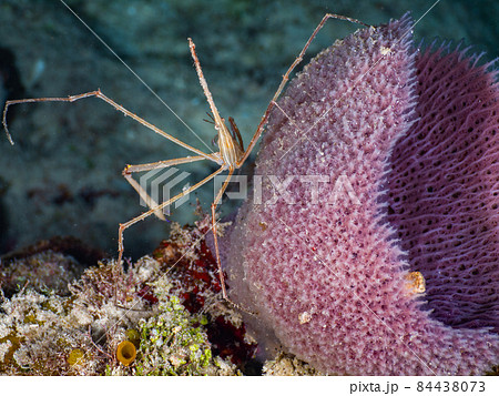 海綿の上のノコギリイッカクガニ (グランドケイマン、ケイマン諸島) 84438073