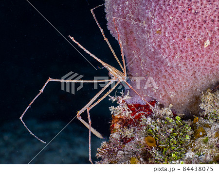 海綿の上のノコギリイッカクガニ (グランドケイマン、ケイマン諸島) 84438075