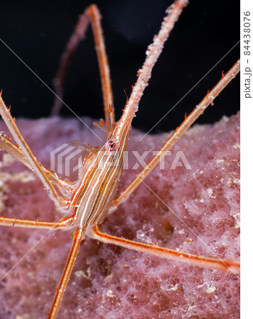 海綿の上のノコギリイッカクガニ (グランドケイマン、ケイマン諸島) 84438076