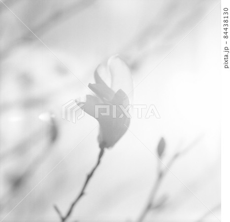 Blooming flower magnolia with green leaves, living natural nature Blooming flower magnolia with green leaves, living natural nature 84438130