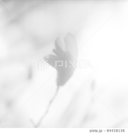 Blooming flower magnolia with green leaves, living natural nature 84438136