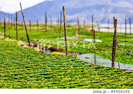 アオサの養殖 84438149