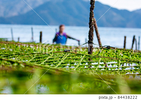 アオサの養殖 84438222