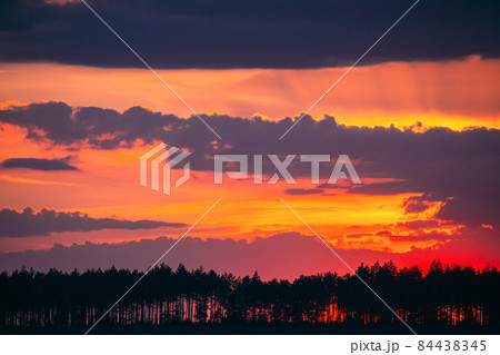 Sunset Sunrise In Pine Forest. Sunny Coniferous Forest. Fir-Trees Woods In Landscape Under Bright Colorful Dramatic Sky And Dark Ground With Trees Silhouettes 84438345