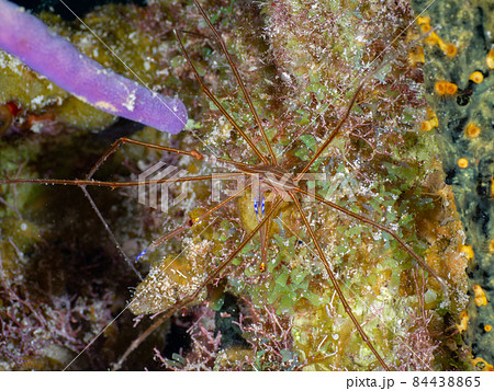 小さな海草とノコギリイッカクガニ (グランドケイマン、ケイマン諸島) 84438865