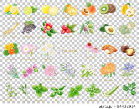 水彩插圖植物天然成分套裝 水彩插圖植物天然成分套裝 84438914