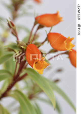 シーマニア 84439247