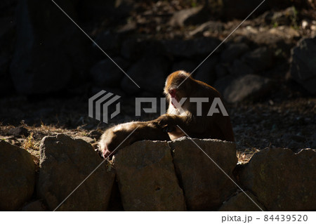 高崎山の猿 高崎山の猿 84439520
