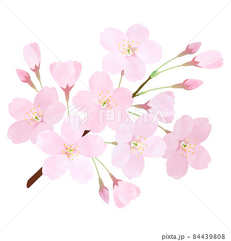 桜 さくら ソメイヨシノ 桜の枝 花びら 84439808