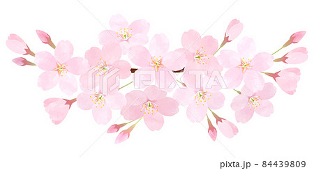 桜の花のベクター素材 さくら ソメイヨシノ 桜の枝 花びら 84439809
