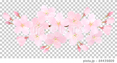 桜の花のベクター素材 さくら ソメイヨシノ 桜の枝 花びら 84439809
