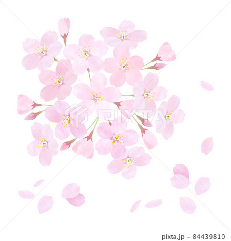 桜 さくら ソメイヨシノ 桜の枝 花びら 84439810