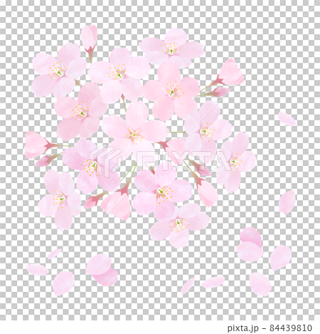 桜の花のベクター素材 さくら ソメイヨシノ 桜の枝 花びら 84439810