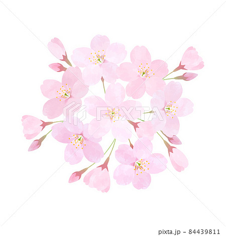 桜の花のベクター素材 さくら ソメイヨシノ 桜の枝 花びら 84439811