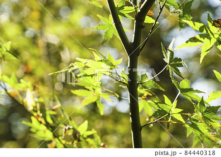 もみじ　天王寺公園内　慶沢園にて 84440318